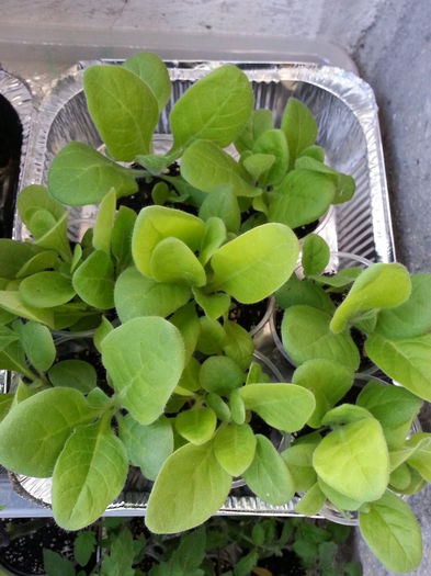 20150411_190055 - rasaduri 2015