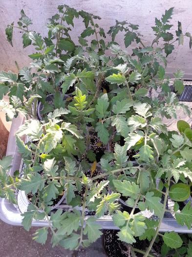 20150411_190059 - rasaduri 2015