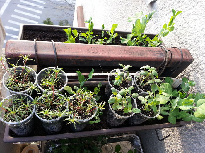 20150411_190110 - rasaduri 2015