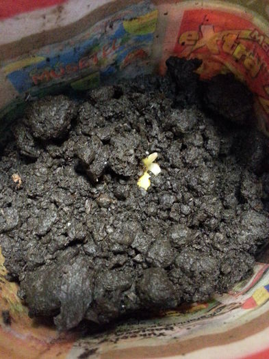 20150411_191353 - rasaduri 2015