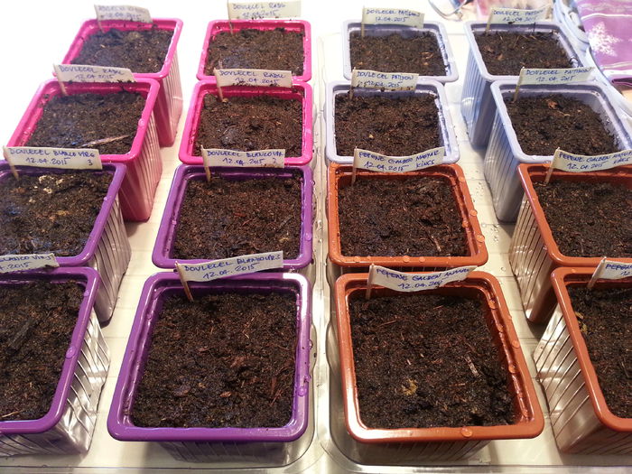 20150412_115538 - rasaduri 2015