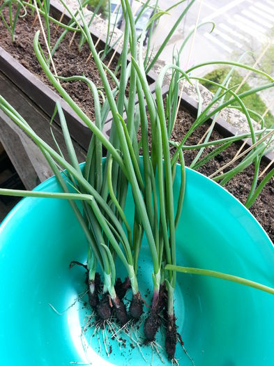 20150413_121632 - rasaduri 2015