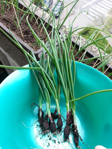 20150413_121639 - rasaduri 2015