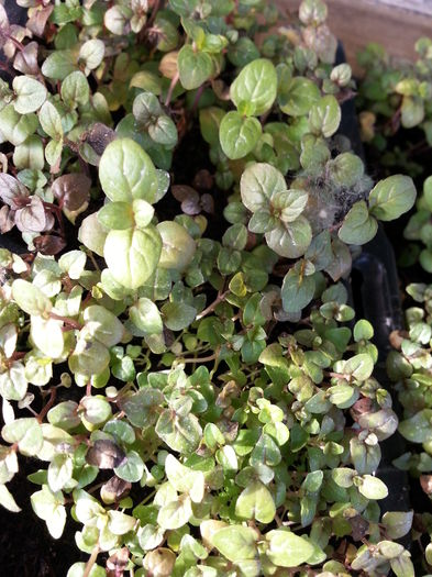 20150430_190909