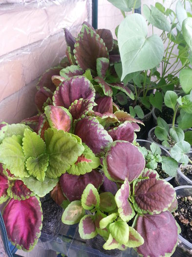 20150510_164240