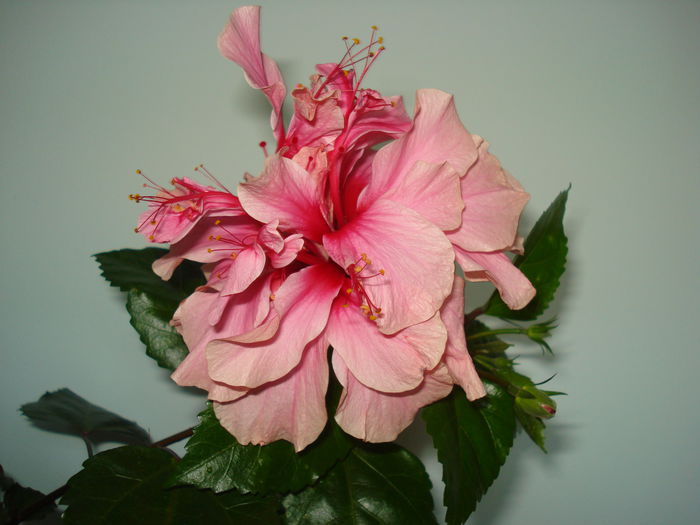 DSC01851