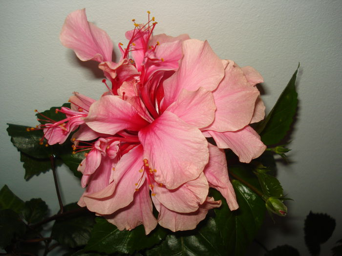 DSC01852 - Hibiscus Kona