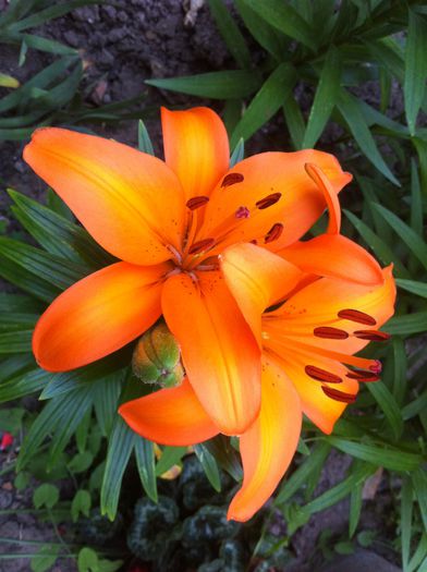 image - vara in gradina si in jardiniere