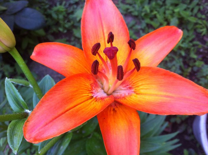 image - vara in gradina si in jardiniere