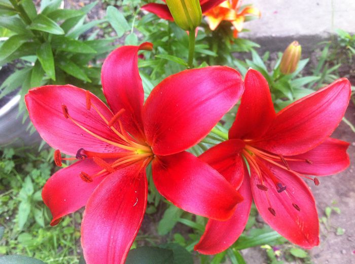 image - vara in gradina si in jardiniere