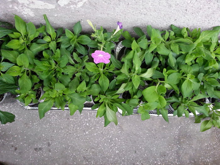 20150528_192759