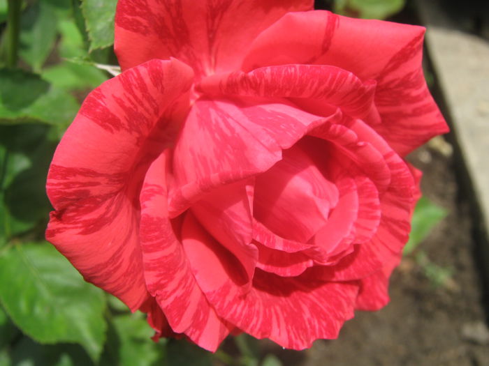 Picture My plants 3639 - Trandafiri 2015