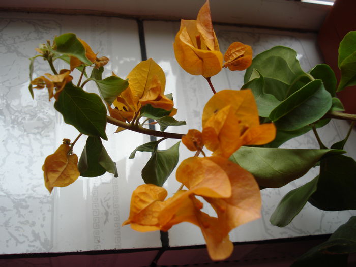 DSC01838 - BOUGAINVILLEA