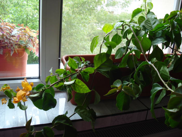 DSC01843 - BOUGAINVILLEA