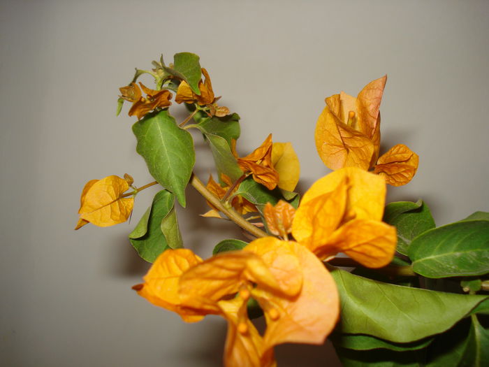 DSC01844 - BOUGAINVILLEA