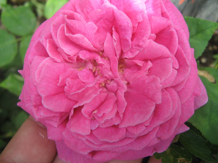 Picture My plants 3642