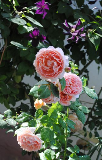 Abraham DArby si Romantika