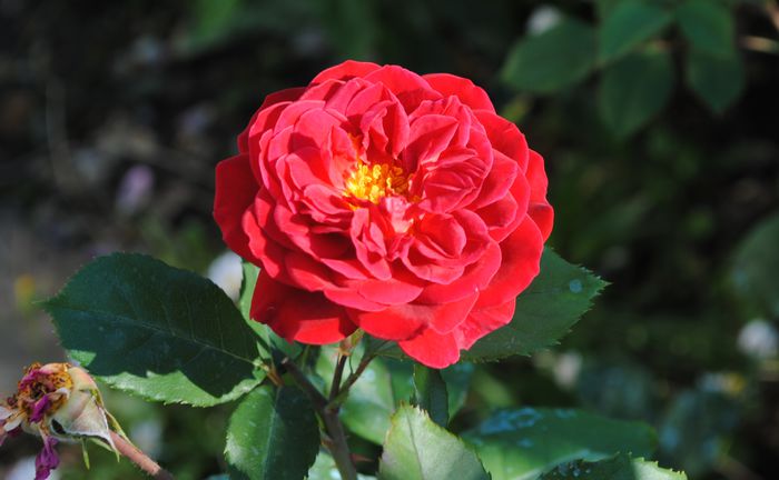 L'ami des Jardins - 2015 trandafiri -II