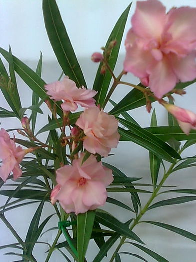 mrs.ROEDING-EXOTICA