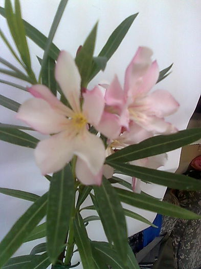 necunoscut-exotica - LEANDRI
