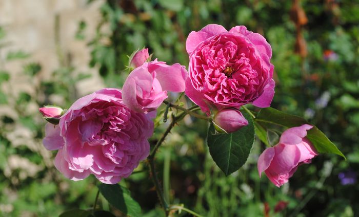 Harlow Carr