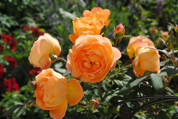 Lady Emma Hamilton