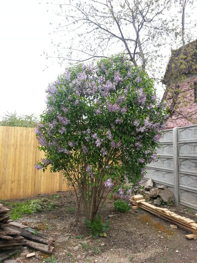 20150420_083308 - gradina 2015 vol 1