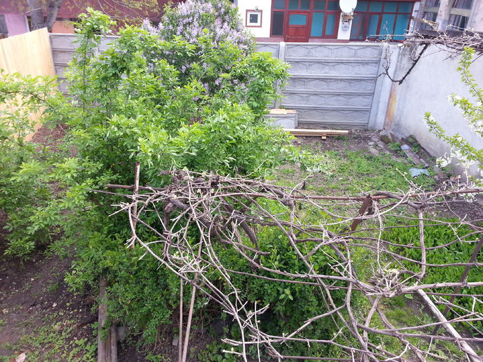 20150420_085554 - gradina 2015 vol 1