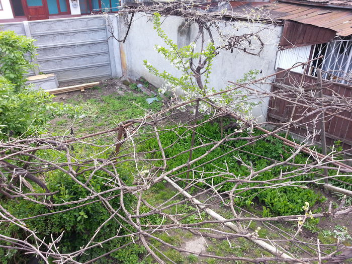 20150420_085556 - gradina 2015 vol 1