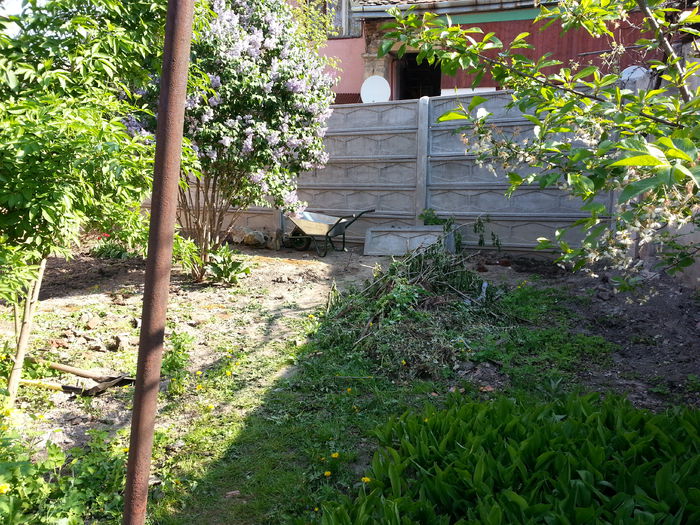 20150425_102049 - gradina 2015 vol 1