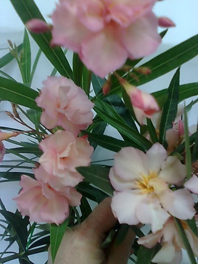 mrs. ROEDING si PROVENCE - LEANDRI