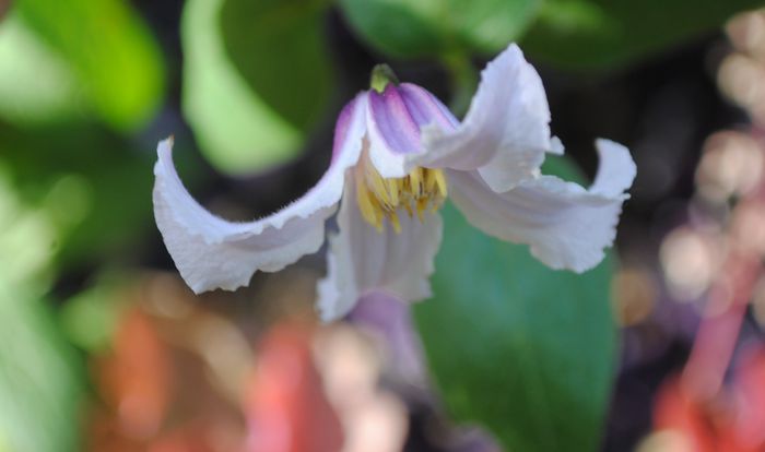 Clematis Hanajima