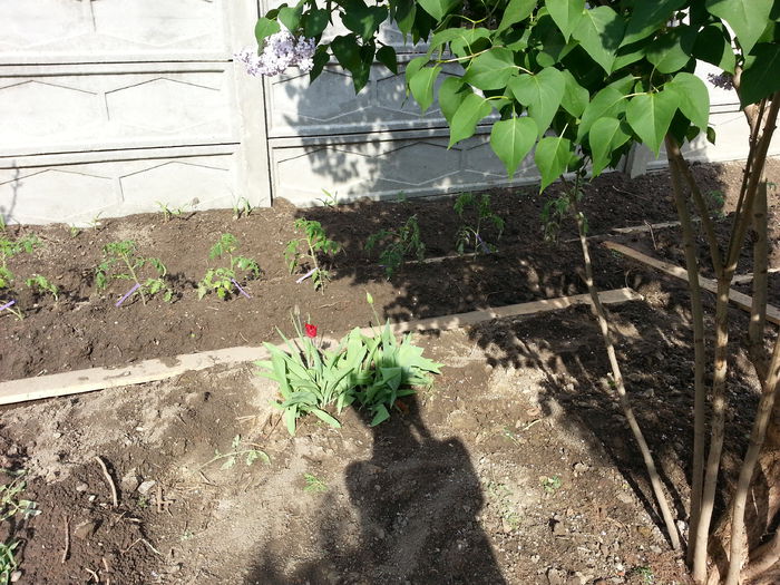 20150426_165737 - gradina 2015 vol 1