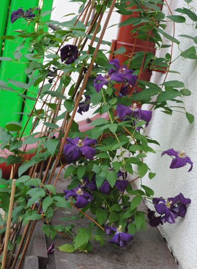 clematis Polish Spirit