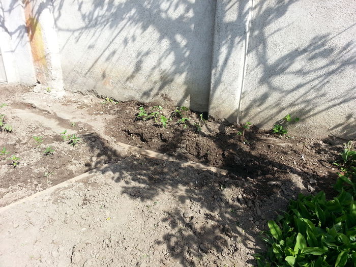 20150427_160021 - gradina 2015 vol 1