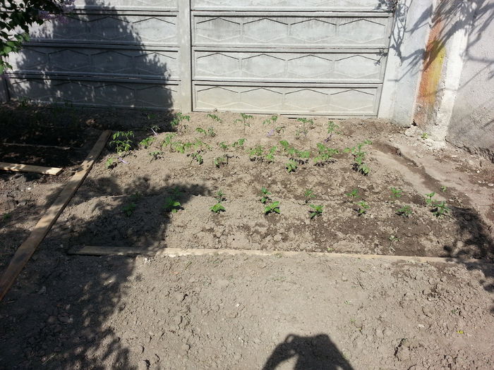 20150427_160023 - gradina 2015 vol 1