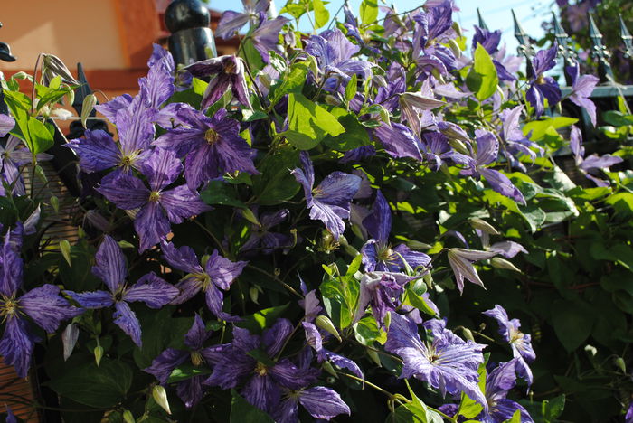 clematis Tie Dye