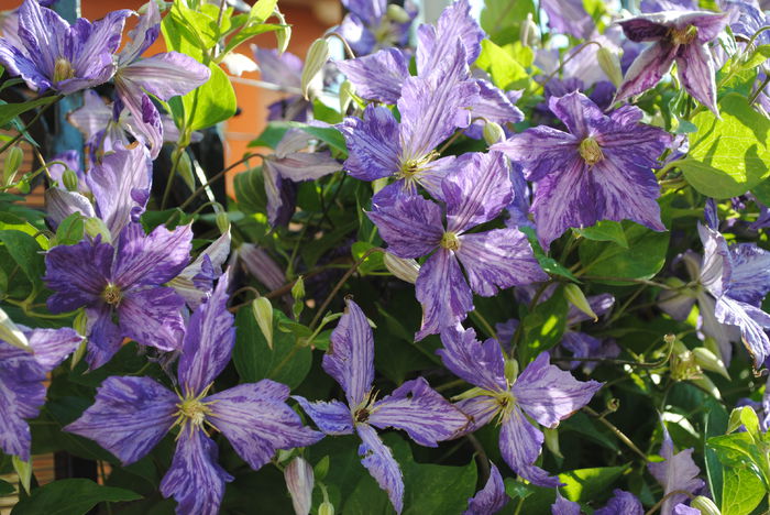 clematis Tie Dye