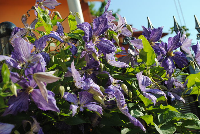 clematis Tie Dye