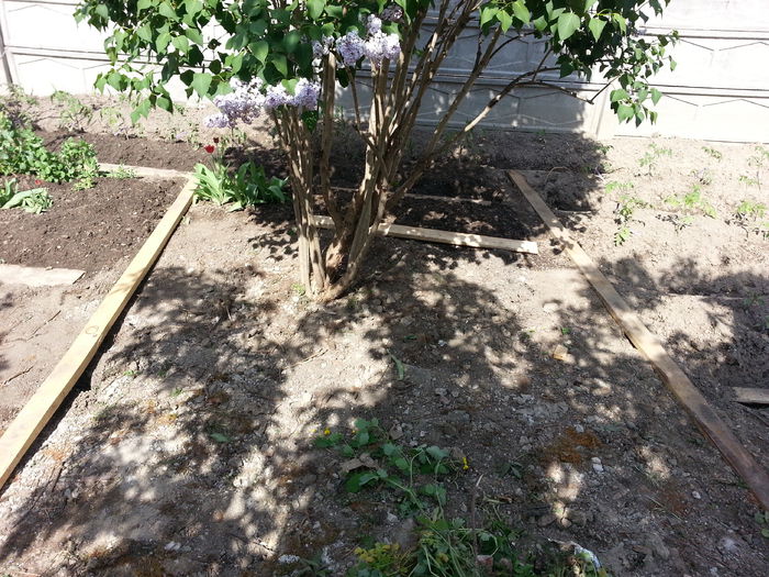 20150427_160214 - gradina 2015 vol 1