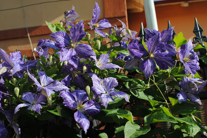 clematis Tie Dye