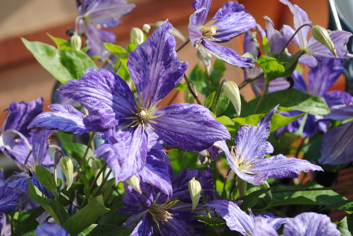 clematis Tie Dye