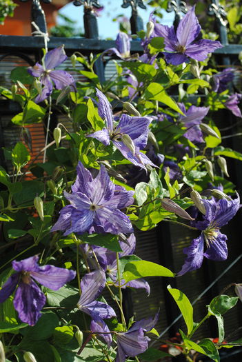 clematis Tie Dye