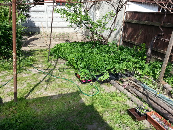 20150428_152454 - gradina 2015 vol 1