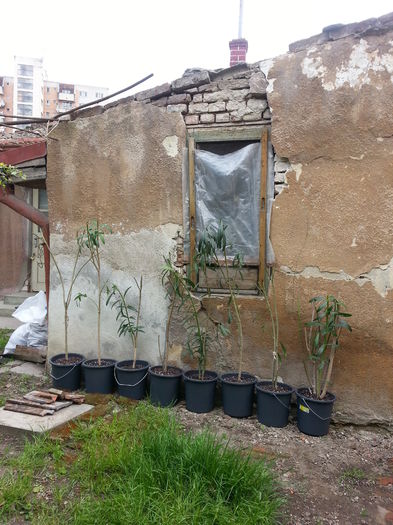 20150501_183723 - gradina 2015 vol 1