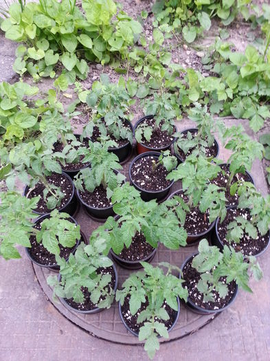 20150501_183802 - gradina 2015 vol 1