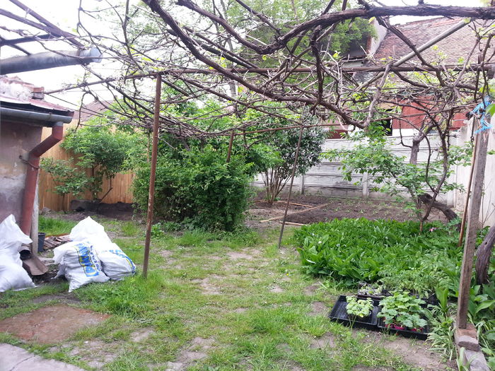 20150501_183811 - gradina 2015 vol 1