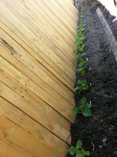 20150503_155736 - gradina 2015 vol 1