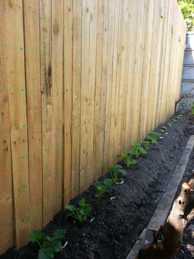 20150503_155748 - gradina 2015 vol 1