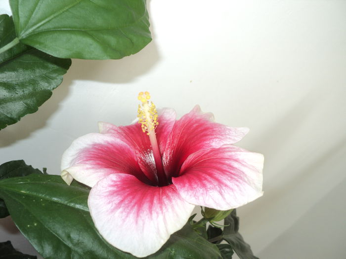 Pink Dream - Hibiscus